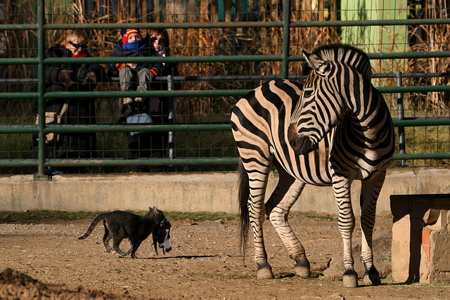 Zoo de Barcelona 04-12-2010 384 Zoo de Barcelona 04-12-2010 384