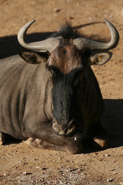 Zoo de Barcelona 04-12-2010 373 Zoo de Barcelona 04-12-2010 373