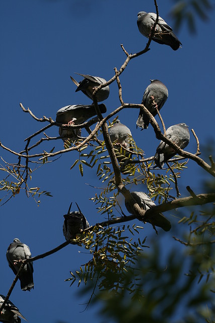 Zoo de Barcelona 04-12-2010 388 Zoo de Barcelona 04-12-2010 388