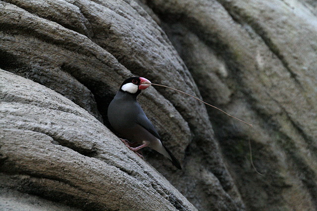 Zoo de Barcelona 04-12-2010 526 Zoo de Barcelona 04-12-2010 526