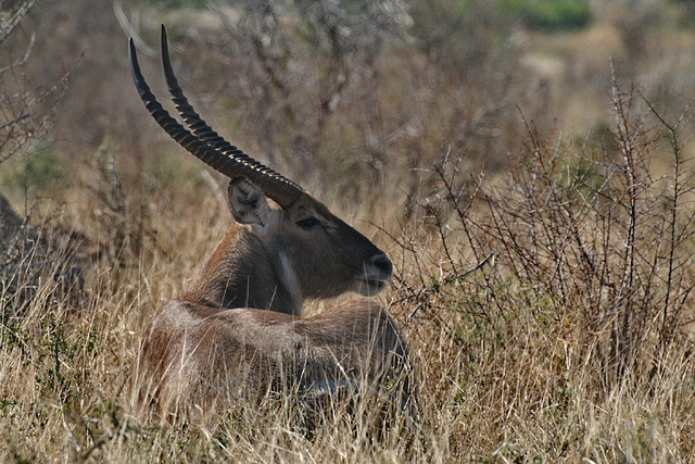 Kruger National Park 28-31 mayo 2009 1070 Kruger National Park 28-31 mayo 2009 1070
