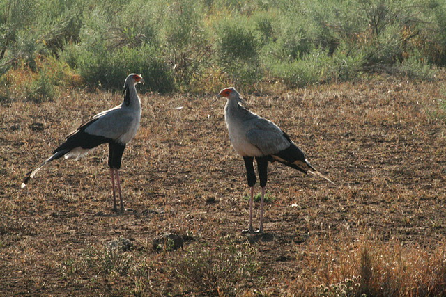 Kruger National Park 28-31 mayo 2009 944 Kruger National Park 28-31 mayo 2009 944