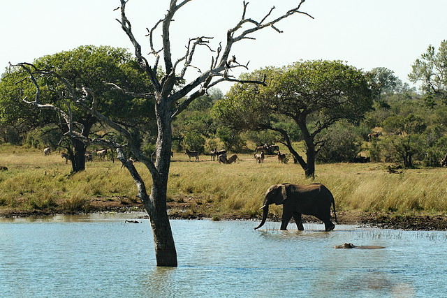 Kruger National Park 28-31 mayo 2009 1182 Kruger National Park 28-31 mayo 2009 1182