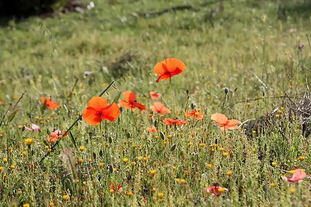 011, amapolas