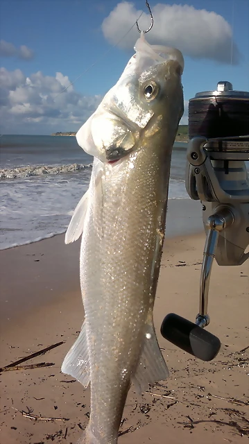 robalo_paloma robalo_paloma