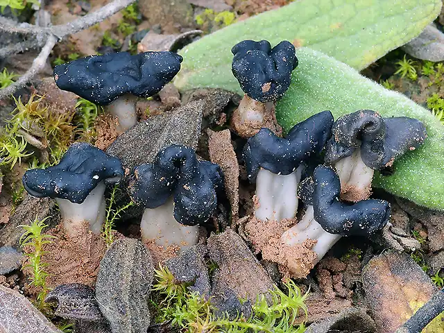 Helvella-semiobruta16_Lardero_Cistus-albidus