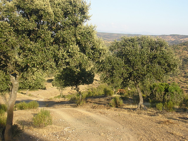 VILLAMALO VERANO 2004 (2)