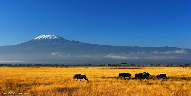 The-Plains-Near-Kilimanjaro-1