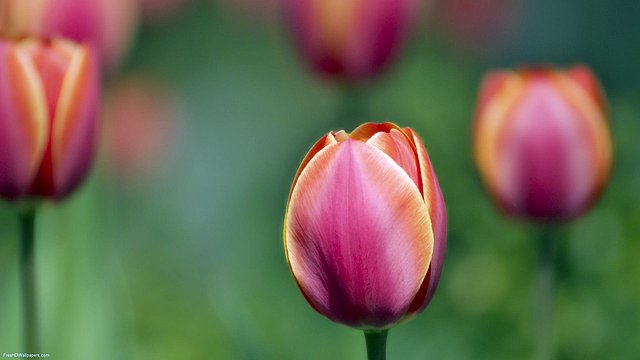 Tulip-Love-1