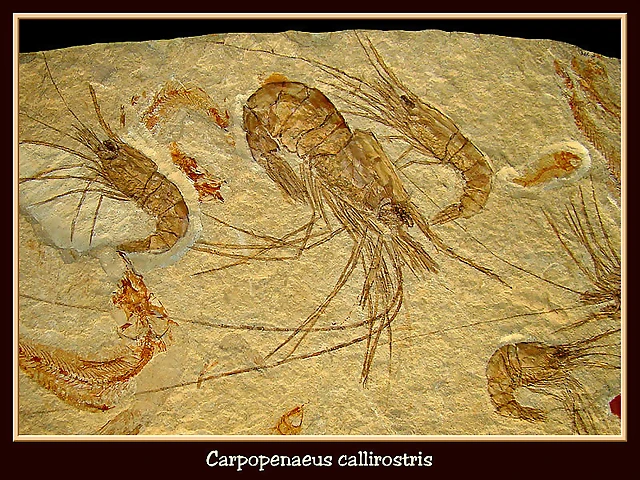 carpopenaeus_callirostris carpopenaeus_callirostris