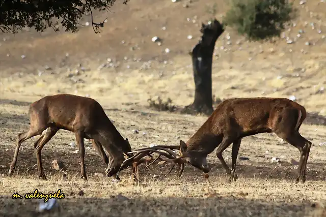 03, peleando en la berrea, marca