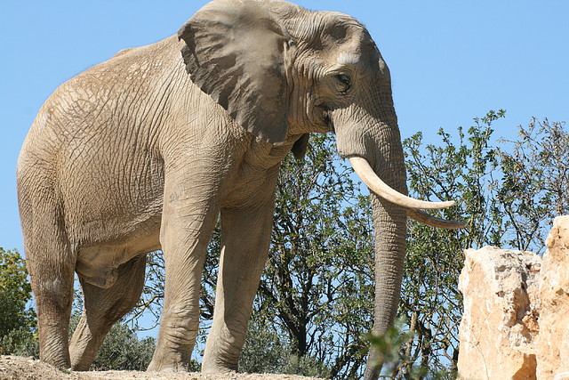 Zoo Lunaret + Sigean 18 i 19-09-10 1871 Zoo Lunaret + Sigean 18 i 19-09-10 1871