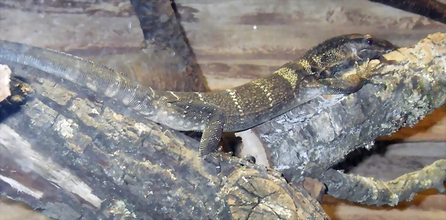 Varanus rudicollis (16-6-13 Terarium Praha, Dubeč) Varanus rudicollis (16-6-13 Terarium Praha, Dubeč)