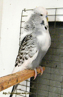 piocontinental