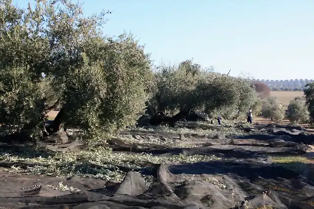 004, recogiendo aceituna 1