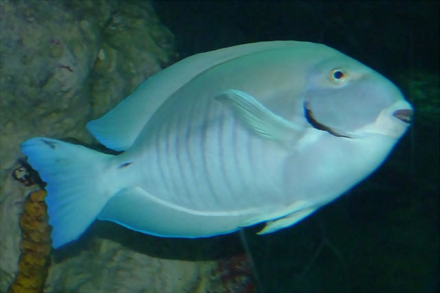 Acanthurus chirurgus 2 Acanthurus chirurgus 2