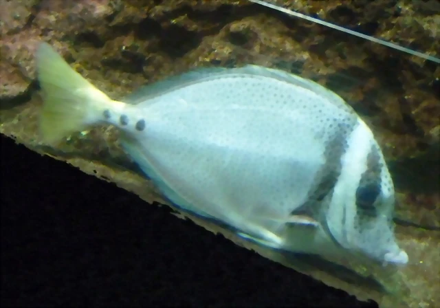 Prionurus punctatus (7-7-16 Seaworld, det as Yellowtail Surgeonfish) Prionurus punctatus (7-7-16 Seaworld, det as Yellowtail Surgeonfish)