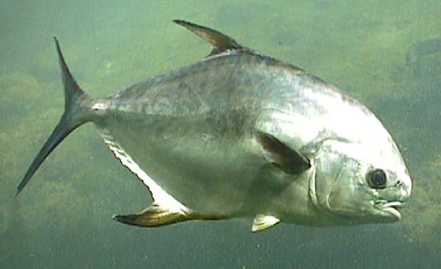 pompano