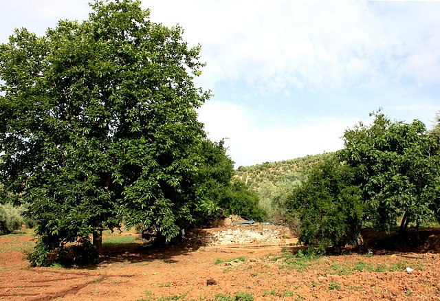 huerta en la rambla