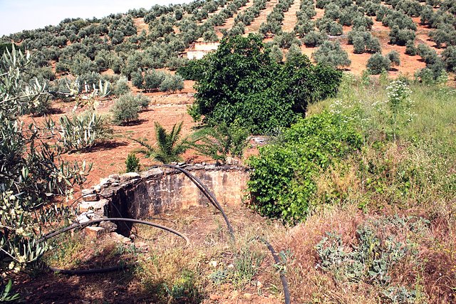 estanque de conejo