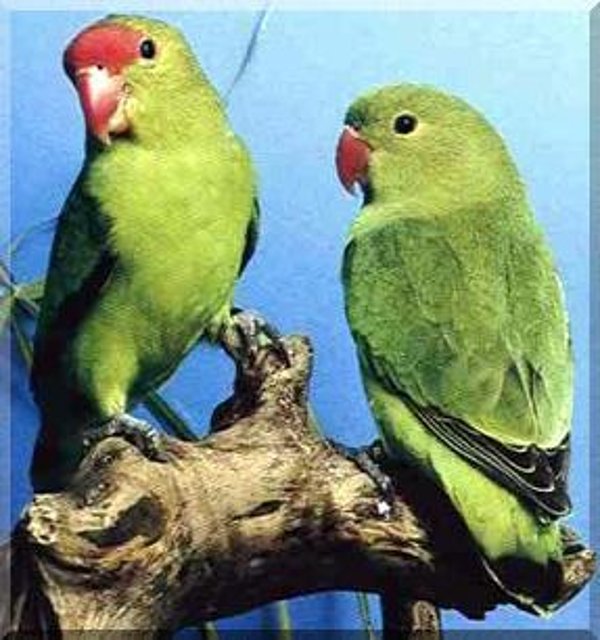 Agapornis taranta Agapornis taranta