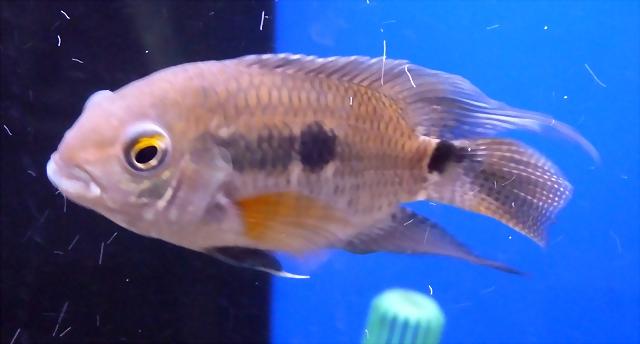 Cichlasoma amazonarum Cichlasoma amazonarum
