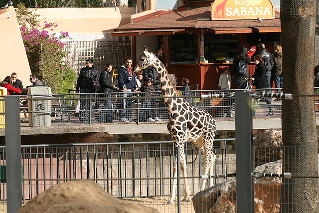Zoo de Barcelona 28-11-2010 614 Zoo de Barcelona 28-11-2010 614