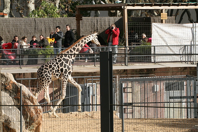 Zoo de Barcelona 28-11-2010 607 Zoo de Barcelona 28-11-2010 607