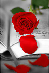 rosa rosa