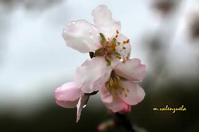 16, flor de almendro 5, marca