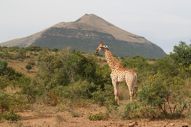 Ithala Game Reserve 1-05-09 138