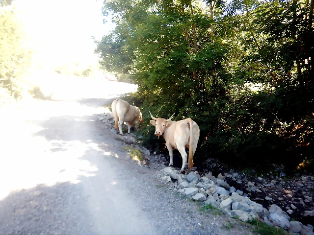DSCN8393 DSCN8393