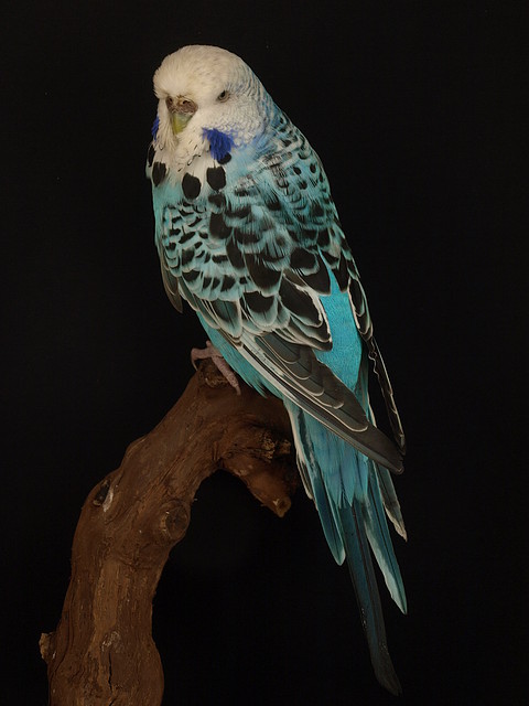 Opalino Azul Cielo