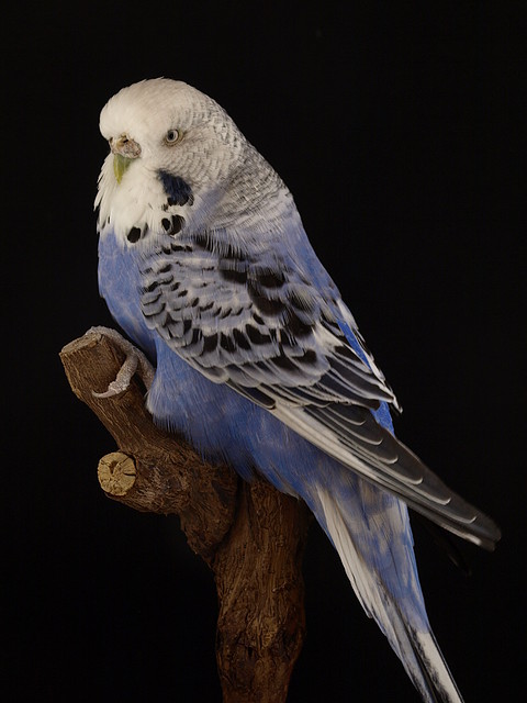 Opalino Azul Cobalto-Violeta