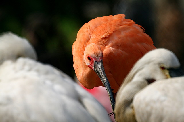 Zoo de Barcelona 19-03-11 531