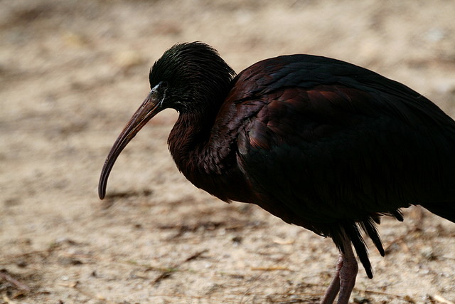 Zoo de Barcelona 19-03-11 544