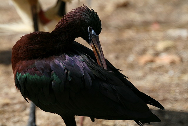 Zoo de Barcelona 19-03-11 551