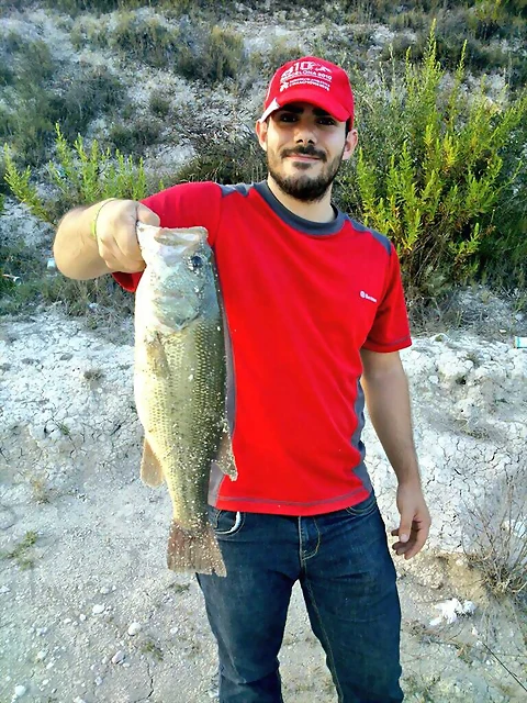 Bass Bass
