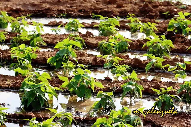 08, habichuelas, marca