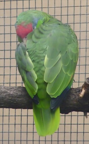 Amazona viridigenalis Amazona viridigenalis