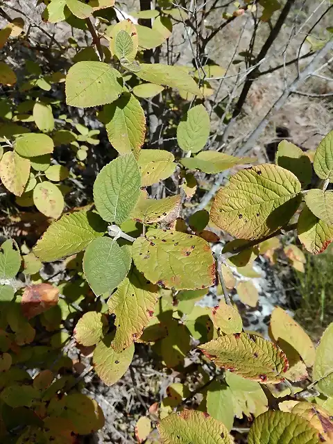 Viburnum lantana