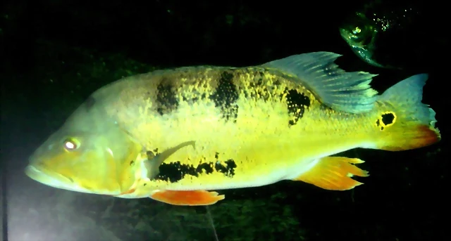 Cichla ocellaris Cichla ocellaris
