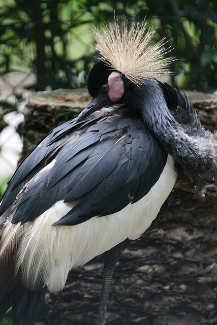 Zoo de Barcelona 04-08-2010 119 Zoo de Barcelona 04-08-2010 119