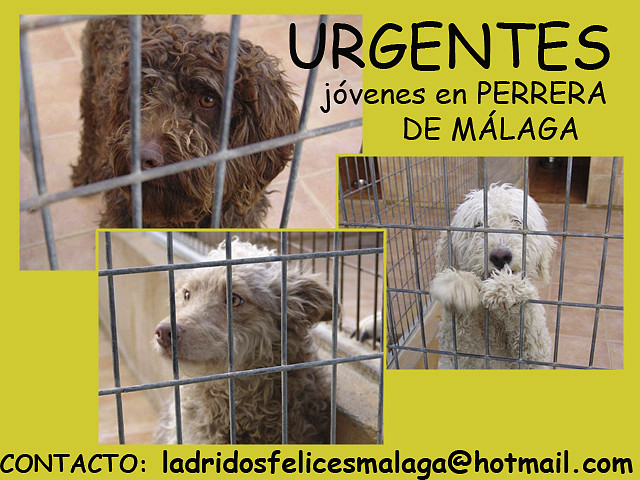 Perrera de Málaga Perrera de Málaga