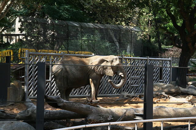 Zoo de Barcelona 26-09-2010 116 Zoo de Barcelona 26-09-2010 116