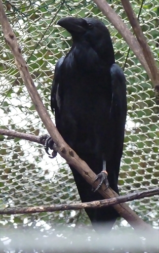 Corvus corax 2 (22-9-18 Zie-zoo) Corvus corax 2 (22-9-18 Zie-zoo)