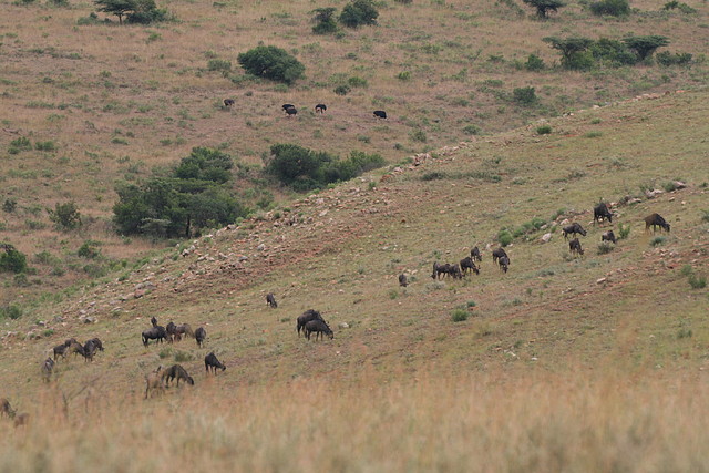 Ithala Game Reserve 1-05-09 362 Ithala Game Reserve 1-05-09 362