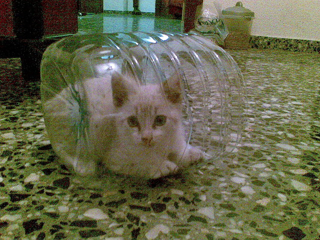 Atrapado por la botella Coby Atrapado por la botella Coby