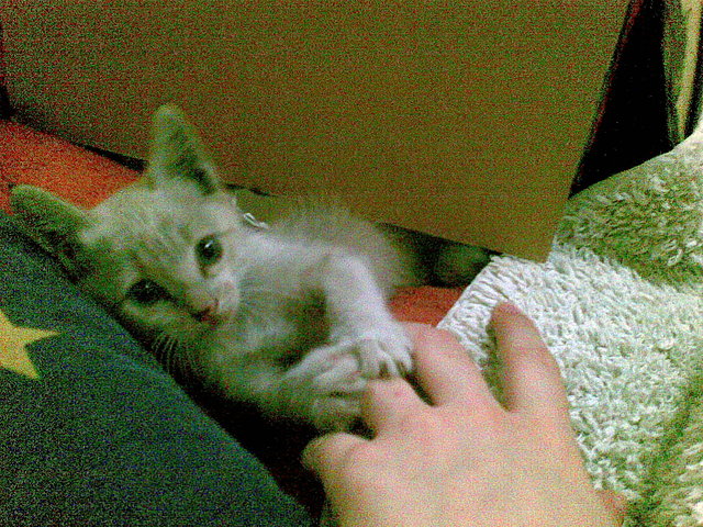 Mi coby el dia que lo salvamos de la calle Mi coby el dia que lo salvamos de la calle