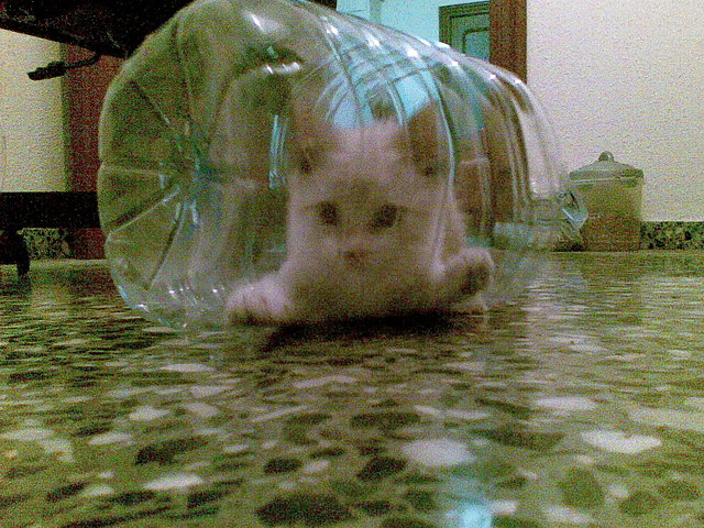 Atrapado por la botella Coby Atrapado por la botella Coby